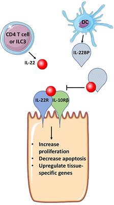 IL-22 Binding Protein (IL-22BP) in the Regulation of IL-22 Biology